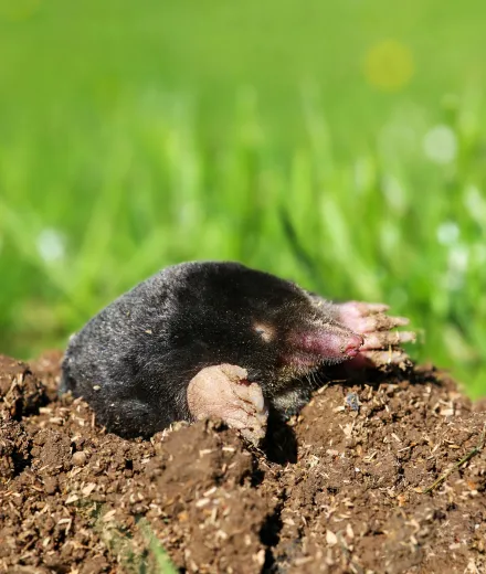 四足動物のイメージ