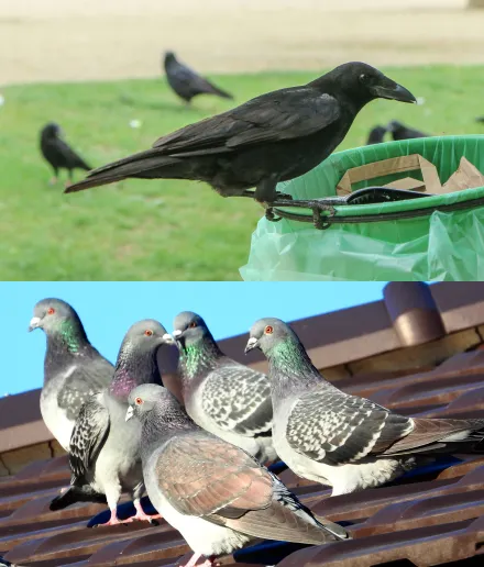 鳥獣の対策のイメージ