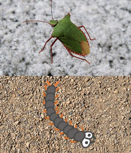 害虫の対策のイメージ